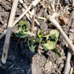 Flea beetle reports are patchy, but farmers in western Manitoba say the bugs are out and they're hungry. In some cases, aggressive feeding has led to multiple spray passes.