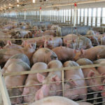 “There certainly could be risk factors that they maybe didn’t fully address last time around, but in many cases you’re also looking at larger farms in swine-dense areas and those in themselves are risk factors.” – Dr. Glen Duizer, Manitoba CVO.