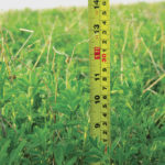 Rains helped bolster short hayfields in the last week of May, but many fields (such as this one in central Manitoba) still lag behind what is normal for this time of year and many regions are still dry.