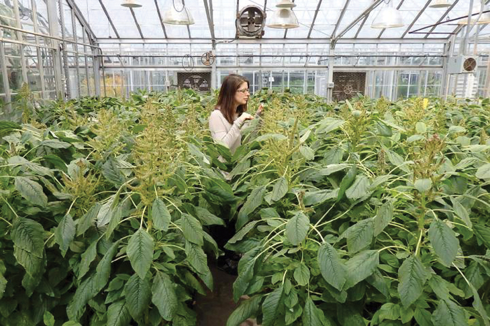 The researchers started with a single seed of Amaranthus hypochondriacus, their test plant, and grew generations of the plant to produce the seeds they needed for their experiments.