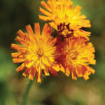 Orange hawkweed.