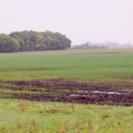 Much-needed rain falls south of Brandon along Hwy. 10, June 15, 2019.