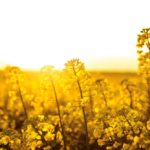 Blooming rapeseed field at sunset