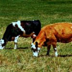 Lack of moisture has damaged many pastures and more rain is needed to help them recover.