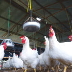 “If their current actions result in spread of the ILT, and commercial flocks are affected, causing hundreds of thousands of dollars in losses, saying, ‘I am sorry, I guess we should have put down our flock,’ really won’t help.” – Wayne Hiltz, Manitoba Chicken Producers.