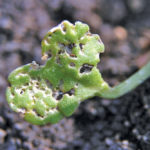 Farmers have been out in the field reseeding canola after flea beetles feasted on weakened crops
suffering through a cold, dry spring.