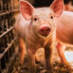 World Organization for Animal Health delegates agreed to launch a global initiative to control the spread
of African swine fever and reduce its devastating economic impacts.
