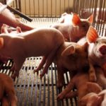 About 53 per cent of all hog farmers in Manitoba are currently signed on with the disease reporting program.
