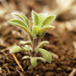 Kochia's fuzzy leaves makes treating it with a herbicide more of a challenge.