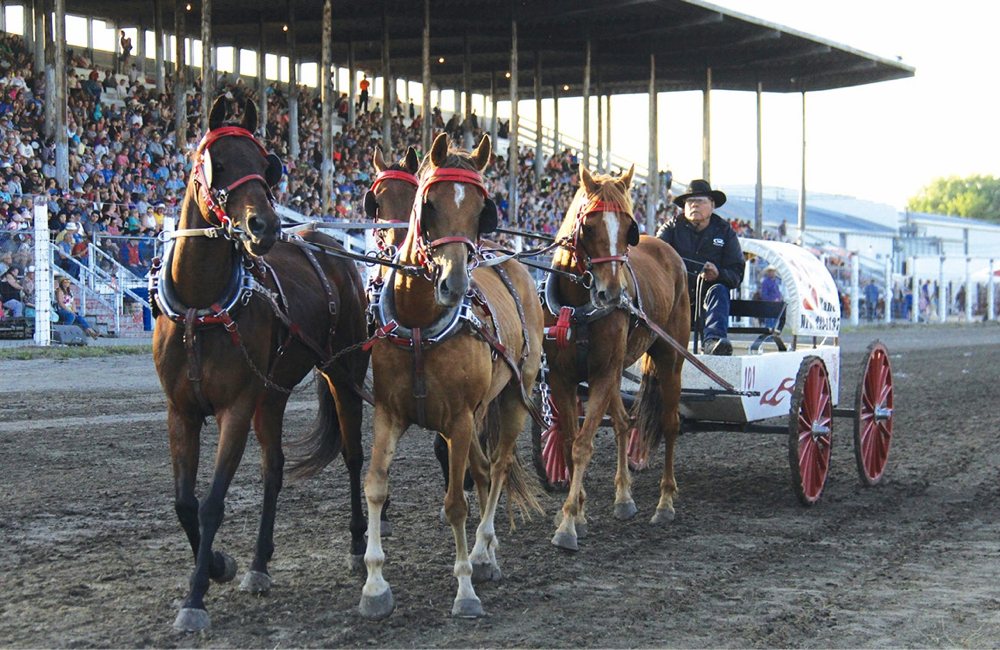 A chuckwagon racer at the Manitoba Stampede.