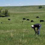 A producer samples standing forage as part of an extension
mineral-testing program.