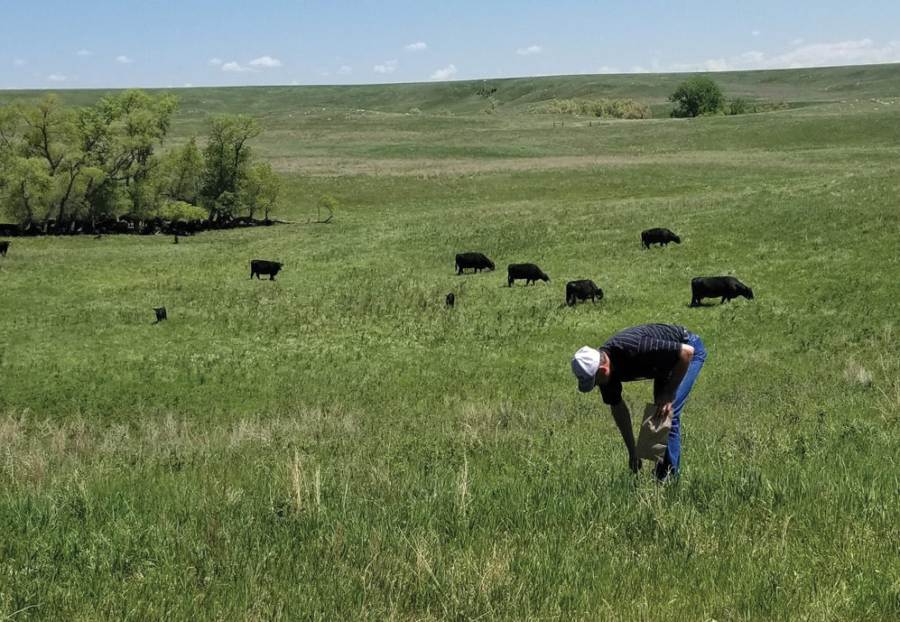 A producer samples standing forage as part of an extension mineral-testing program.