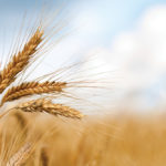 Grain companies and farm groups are questioning whether moving to more specific measures of wheat quality provide enough benefit relative to the cost.