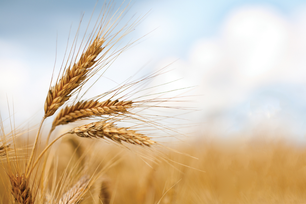 Grain companies and farm groups are questioning whether moving to more specific measures of wheat quality provide enough benefit relative to the cost.