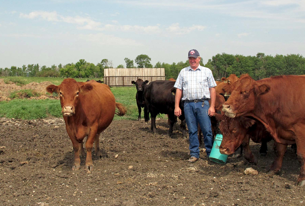 KAP president Bill Campbell, who farms near Minto, says crop producers are thankful for the rain. Cattle producers continue to struggle with the fallout from prolonged drought.