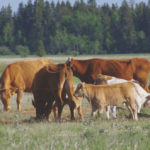 Cattle in the Interlake graze parched pastures as producers eye their stunted hayfields with concern.