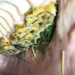 Horses with teeth problems will often pack feed around the areas of pain and discomfort in their mouth as a way of soothing themselves. These feed-packs are called quids and are a common observation in older horses with advanced dental disease. Quids can pack along the cheeks and they can also drop out of the horse’s mouth onto the ground.