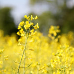 Canadian canola started the spring off dry, but has seen some beneficial moisture in many areas since.