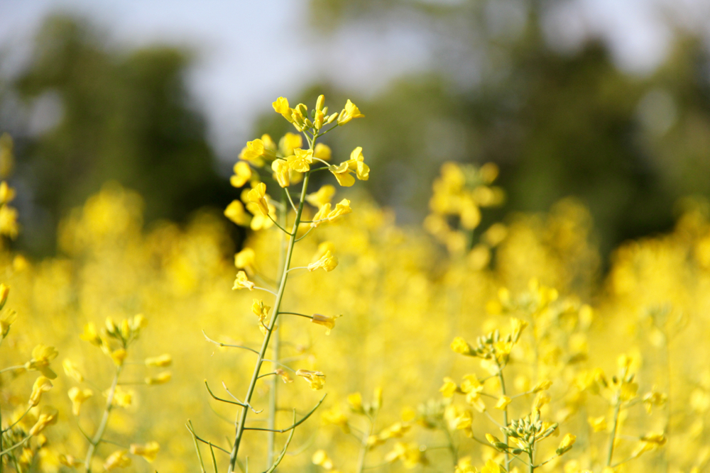 Canadian canola started the spring off dry, but has seen some beneficial moisture in many areas since.