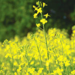 Weather in Manitoba this year has raised sclerotinia questions as producers weigh a bone-dry start with rains that may have put the fungus back in the game.