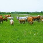 Regenerative agriculture uses grazing to improve forage yield, soil organic matter and even habitat in some cases.