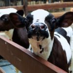 Canadian dairy and poultry farmers aren’t eligible for many government financial supports.