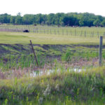 Many pastures had a hard start to the season, and veterinarians warn that open rates might soar as a result.