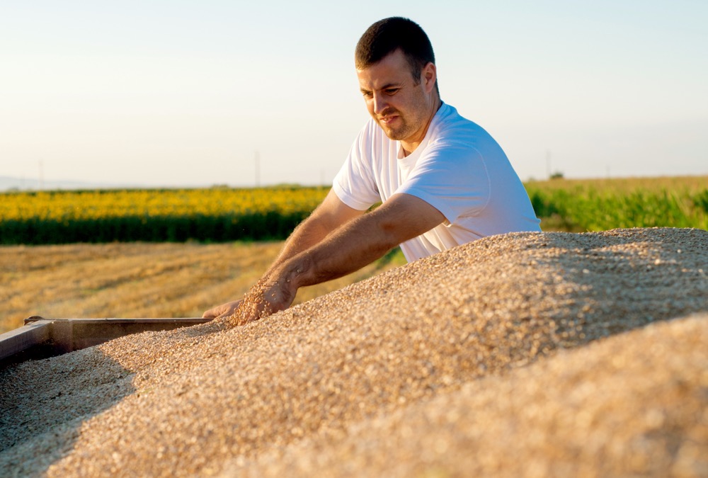 Farmer checking wheat