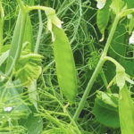 Field peas have made acreage inroads this season.