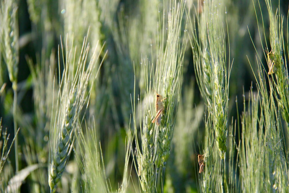 VIDEO: How to treat grasshoppers that have made the jump to your fields