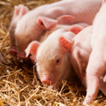 Porcine epidemic diarrhea virus (PEDv) is generally fatal to younger piglets and causes severe dehydration,