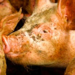 The African swine fever virus has reached every province in China.