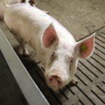 The Manitoba Pork Council is urging producers to buy into the program, despite the increased cost.