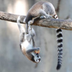 Ring-tailed lemurs seek relief from heat as they eat iced food at a zoo in Rome, Italy, June 27, 2019.