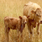 Depending on the type of parasitic larvae, clinical signs can include coughing and slight diarrhea or weight loss.