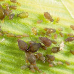 Pests like the corn leaf aphid could be in areas thought free of it, according to new research.