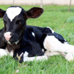 Male dairy calves will require a longer stay on their birth farm before shipping.