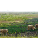 ”The rains are timely. They’re just not big enough.” – Pam Iwanchysko, Manitoba Agriculture.