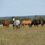 The fecal egg count (FEC) test measures the number and type of parasite eggs a horse is passing in its manure and this information helps horse owners
better target the use of deworming products.