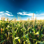 Watch agricultural commodity markets for seasonal patterns