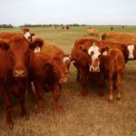 With almost no carryout hay stocks in 2018, some producers will soon be under pressure to sell off their herds.