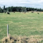 Dry pasture conditions and rising feed prices could see higher cattle volumes at auction this fall.