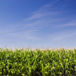 Corn acres harvested for grain, which are more important to production than actual planted area, came in at 82 million acres.