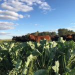 A blend of cover crop species is a tasty blend for cattle, but make sure they aren’t yours.