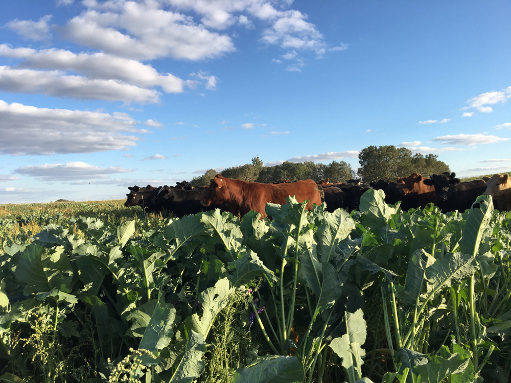 A blend of cover crop species is a tasty blend for cattle, but make sure they aren’t yours.