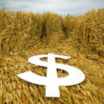 Two royalty options have been proposed to collect more money from farmers to help private and public cereal plant breeders develop improved varieties.