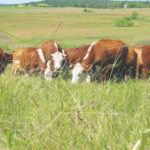 Manitoba cattle sales picking up steam