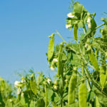 Pea protein has created a lot of buzz for Manitoba farmers, but how worried should people be about recent reports of allergic reactions?