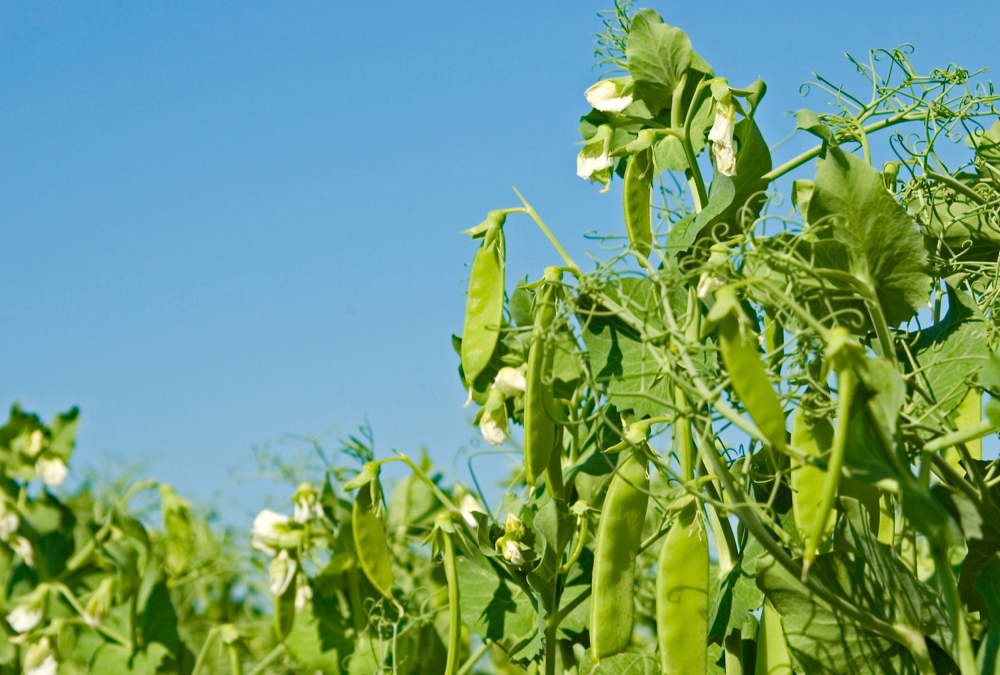 Pea protein has created a lot of buzz for Manitoba farmers, but how worried should people be about recent reports of allergic reactions?