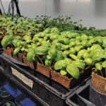 A greenhouse at the University of Winnipeg is growing plants for physics and computer science researchers working on machine-learning problems in precision agriculture.
